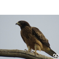 گونه سارگپه تاجدار Crested Honey Buzzard